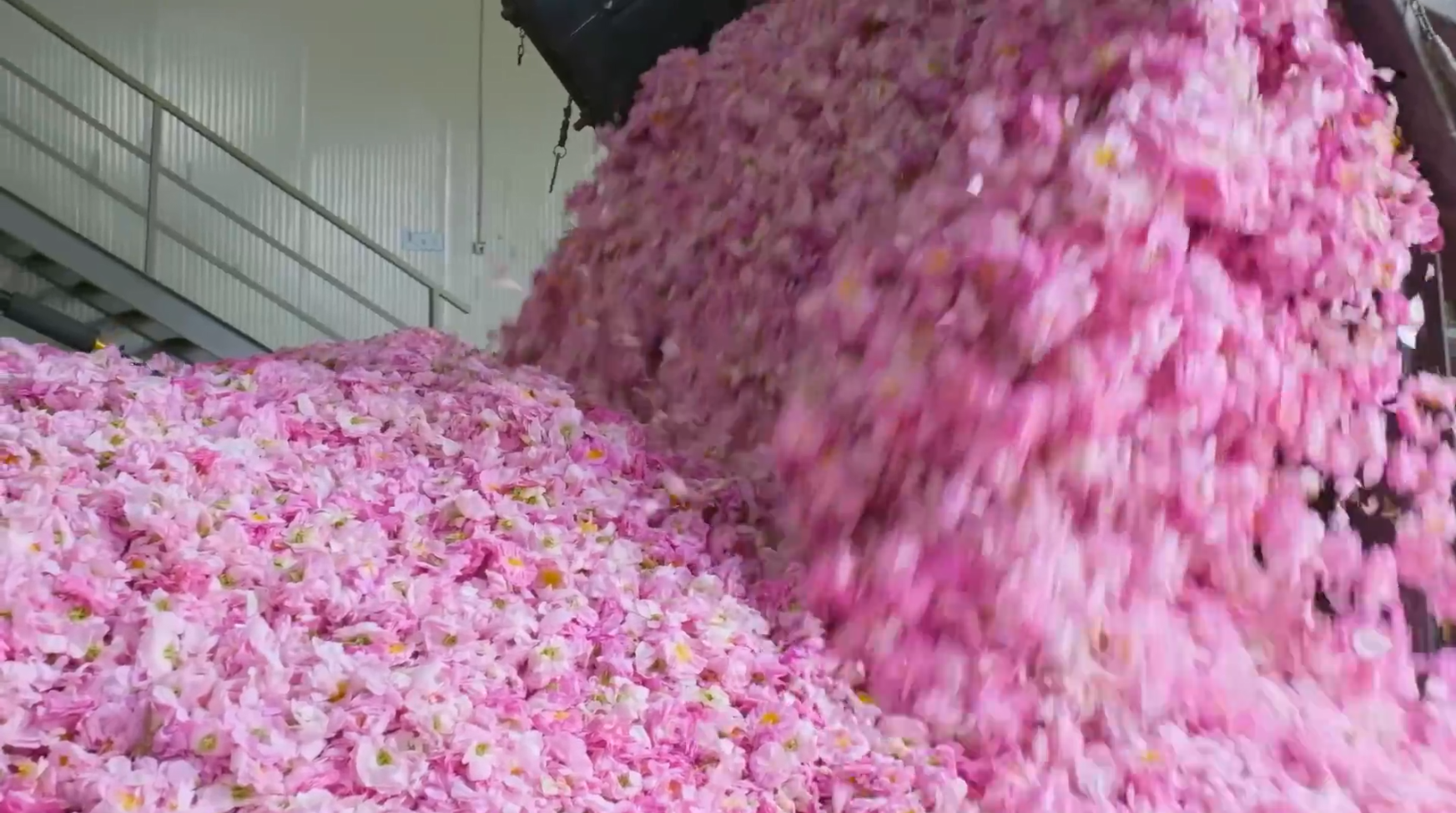 <p>Our story is a tribute to the local artisans of Azerbaijan, who have been harnessing the magic of rose petals and rose water for centuries. In the early 1950s, Zagatala's first industrial rose gardens flowered, marking the beginning of an era. However, it was not until 2016 that our vision revived the forgotten legacy, reintroducing the cultivation of exquisite rose varieties like Rose Damascena, Rose Raduga, and Rose Centifolia.</p>