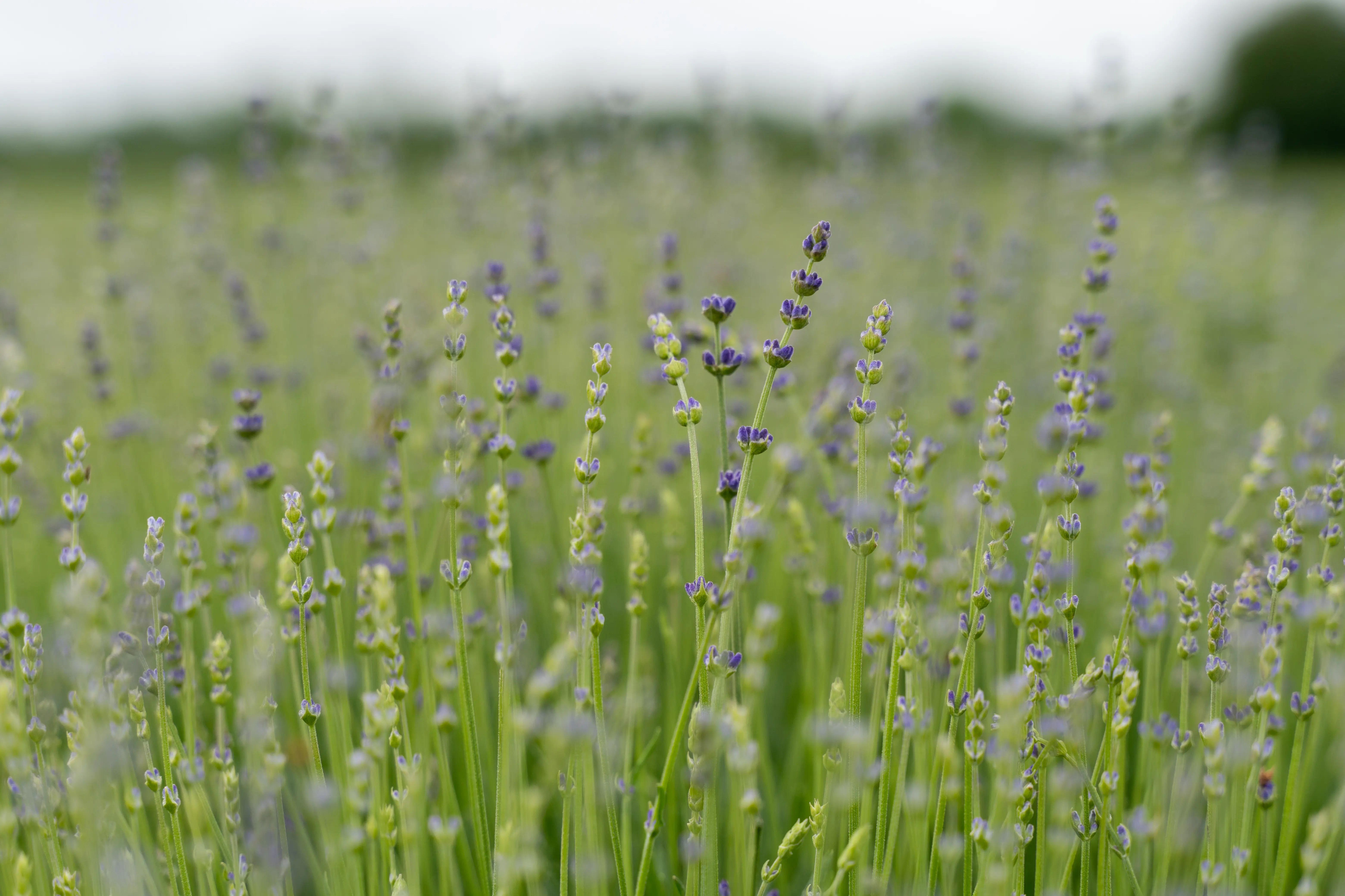 Lavender Season Tour