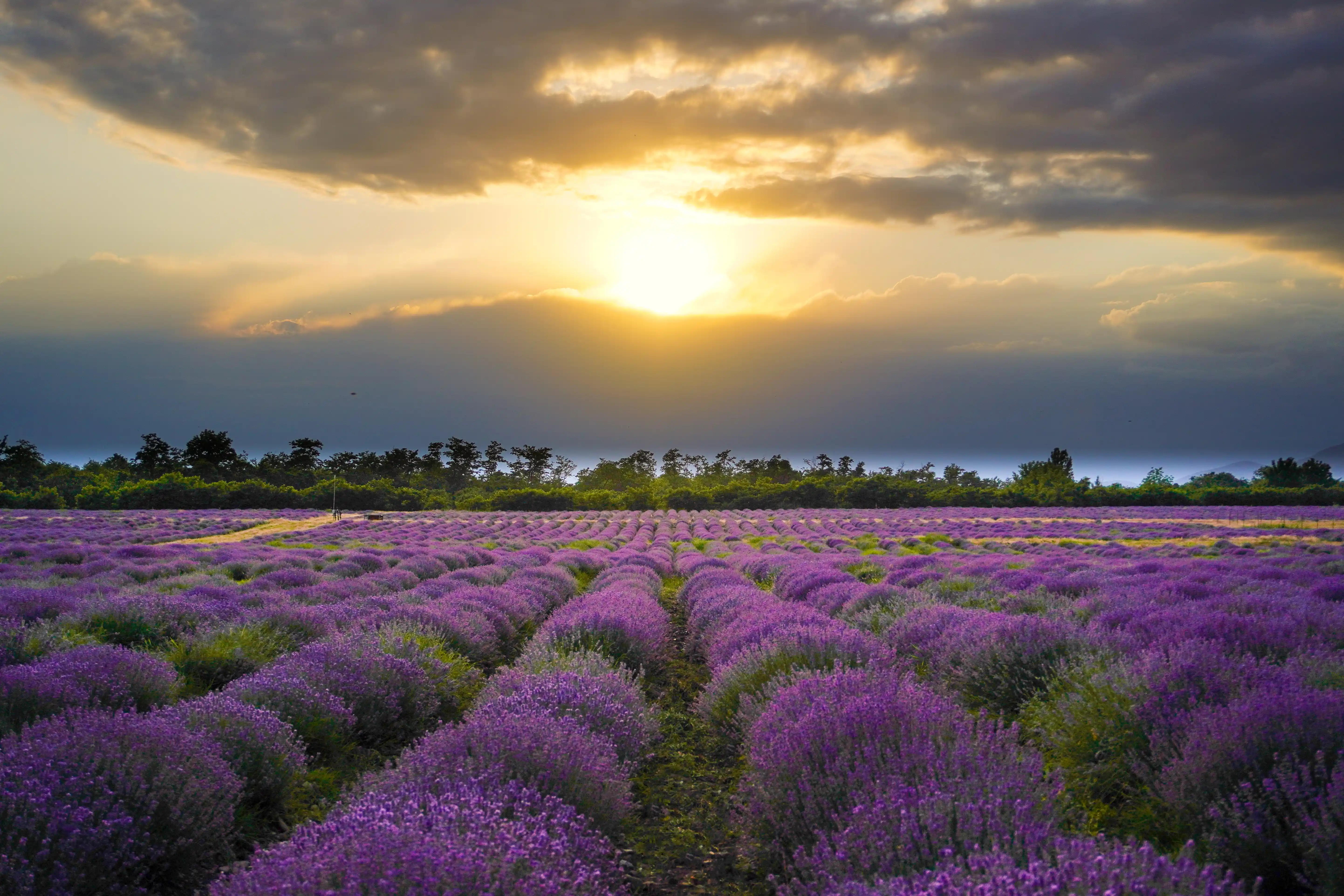 Lavender Season Tour