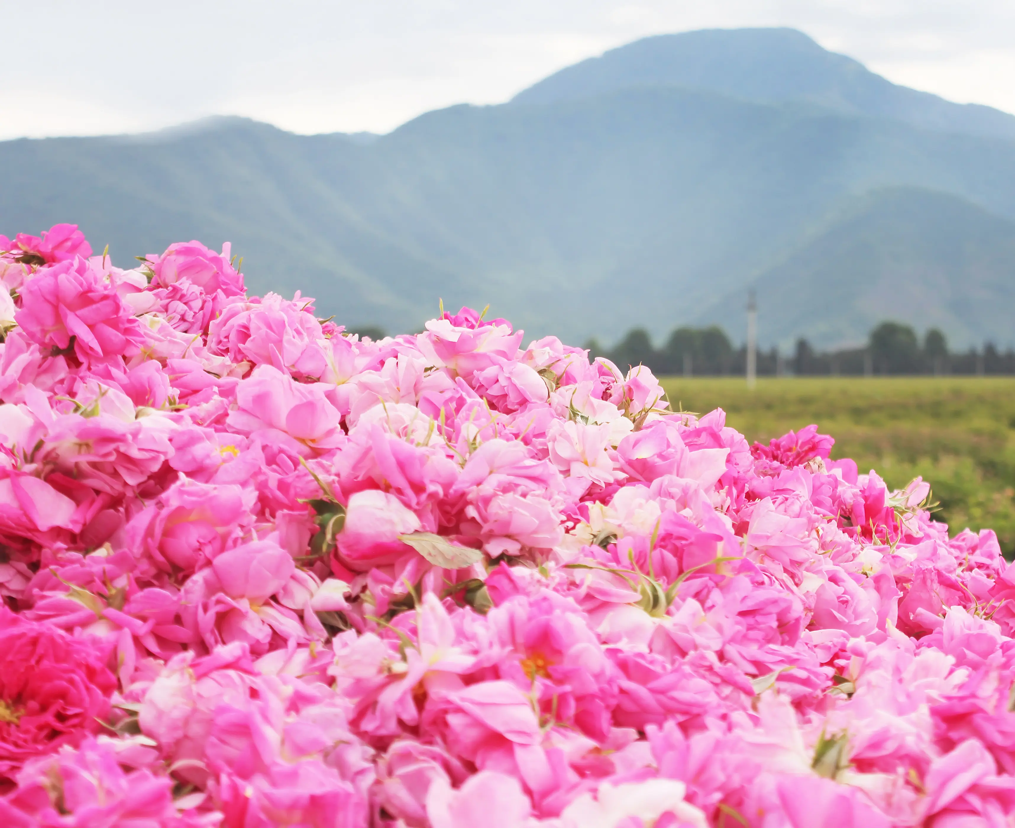 Rose Season Tour