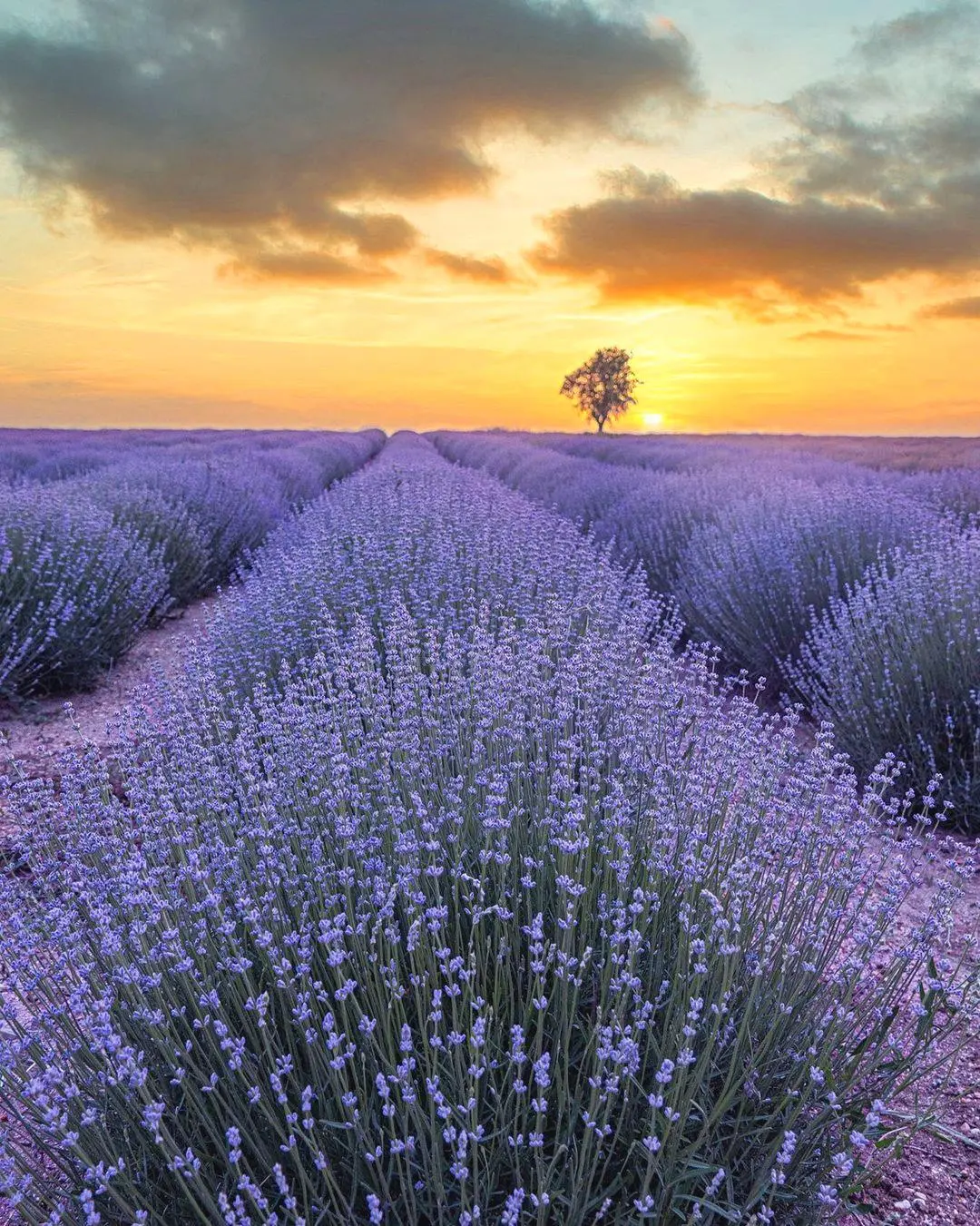 Lavender Season Tour